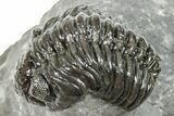 Phacopid (Adrisiops) Trilobite - Jbel Oudriss, Morocco #251656-3